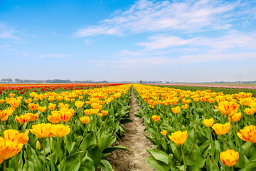 Fototapeta na wymiar Farbenfrohe Tulpenfelder in Holland im Frühling