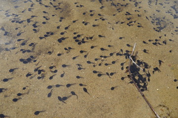 Erdkröten-Kaulquappen Schwarm an einem Seeufer in Deutschland