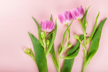 Beautiful Bunch of Purple Peony Style Tulips