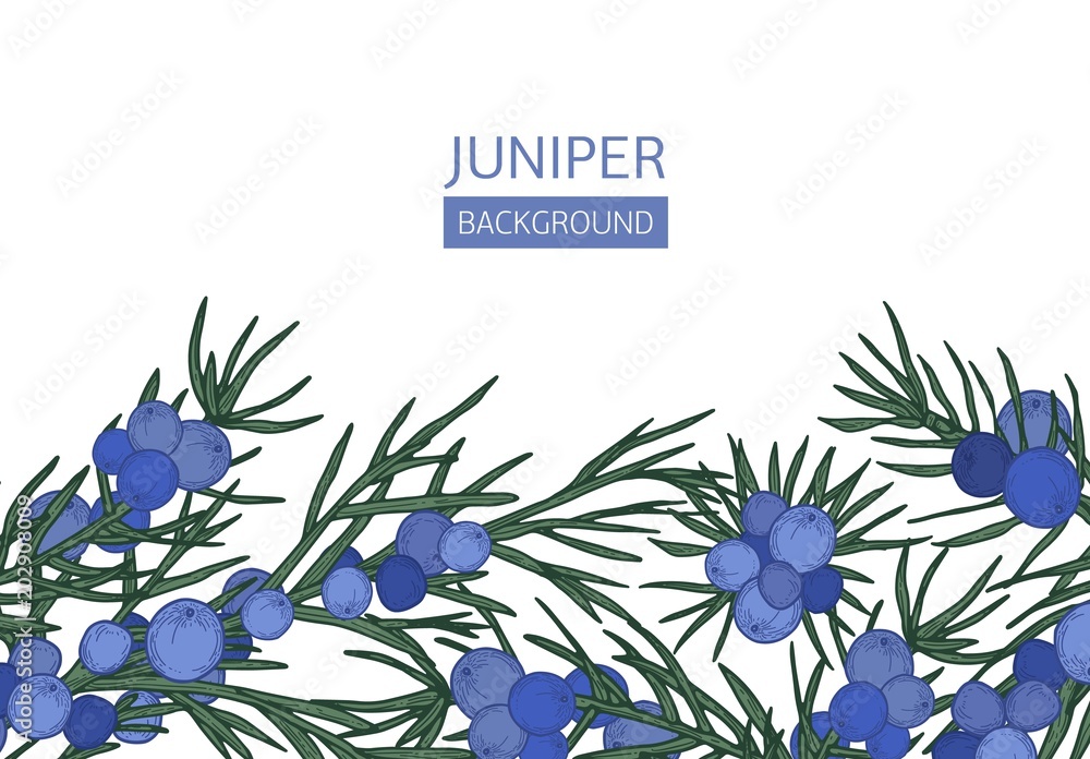 Aufkleber Horizontal background with juniper needle-like leaves and berries at bottom edge on white background. Beautiful backdrop or border with coniferous plant. Elegant realistic vector illustration.