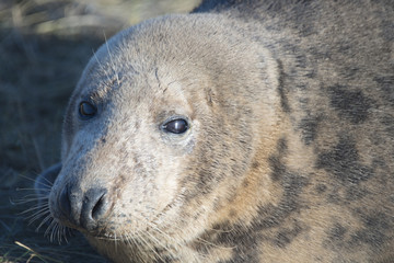 Grey Seal  at Donna Nook