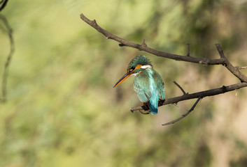 A common kingfisher perched on a tree inside bharatpur bird sanctuary on a cold winter morning