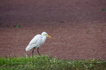 A greater egret trying to catch a fish inside pench tiger reserve during a wildlife safari