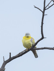 A family of yellow-footed green pigeon resting on top of a tree inside bharatpur bird sanctuary