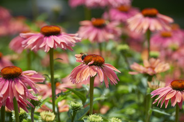 flowers summer Park nature plants greenhouse background greeting card