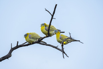 A family of yellow-footed green pigeon resting on top of a tree inside bharatpur bird sanctuary