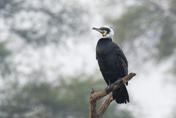 A greater cormorant perched on a tree with a cloudy sky inside bharatpur bird sanctuary