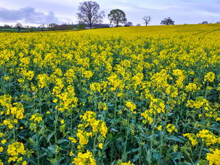 Oilseed rape or canola meadow in the Herefordshire countryside in England in spring.