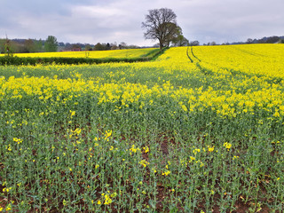 Oilseed rape or canola meadow in the Herefordshire countryside in England in spring.