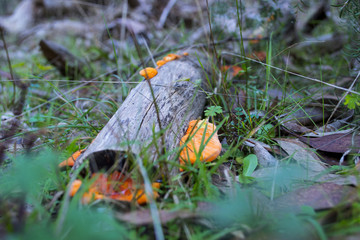 fungus on branch