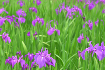 カキツバタの紫の花が群生している。