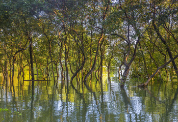 Fototapeta na wymiar A leafy mangrove forest on the coast of east Thailand. Tree reflect in the water.