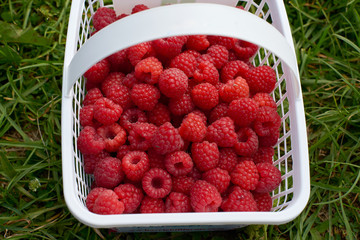 raspberry garden vegetable garden shrub berry summer nature harvest juicy tasty vitamins leaves