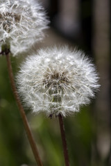Dry dandelion with blured green background, macro or close up photo