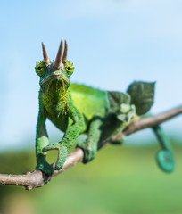 Chameleon trioceros jacksonii xantholophus from Keyna, also called Jackson's horned chameleon or Kikuyu three-horned chameleon © Jan