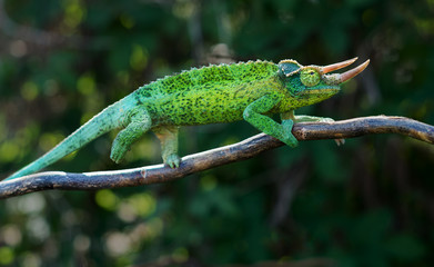 Chameleon trioceros jacksonii xantholophus from Keyna, also called Jackson's horned chameleon or...