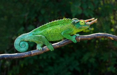 Chameleon trioceros jacksonii xantholophus from Keyna, also called Jackson's horned chameleon or Kikuyu three-horned chameleon