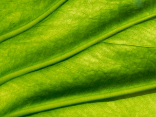 Close up shot of green leaf organic texture with vein and small netted vein in pattern or abstract form used as background in concepts of nature, fresh, conservation, and environment