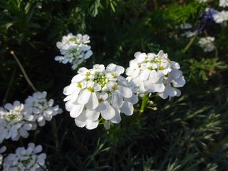 small white flowers of the evergreen circling flower (iberis sempervirens), belongs to the family Brassicaceae, origin is the Mediterranean region