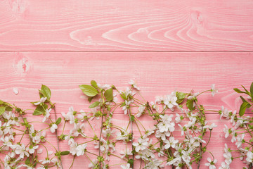 branches of cherry blossom with white flowers on pink boards, copy space