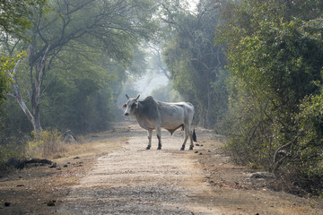 A cow crossing the park road inside bharatpur bird sanctuary during a cold winter morning
