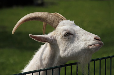 Goat with somewhat skeptical face at the petting zoo