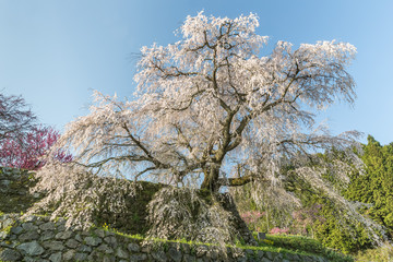 Matabei sakura , beloved giant draping cherry tree planted in Hongo area in Uda city, Nara Prefecture.