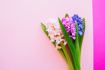 Different colors of hyacith flowers over pink background. Flowers concept.