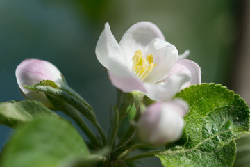 Macro of an apple tree blossom with buds and leaves