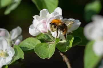 Apple tree blossom with a bumblebee feasting on it