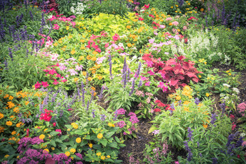 Vintage colorful flowerbed with variety of impatiens/balsaminaceae tropical flower such as walleriana, busy lizzie, balsam, garden balsam, zanzibar, patience plant, patient lucy. Gorgeous background
