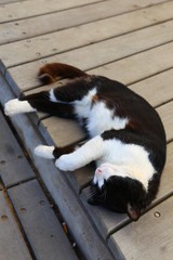 black and white cat lies on the beach on a wooden flooring