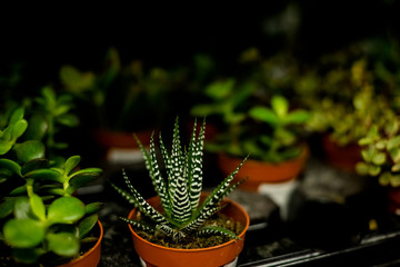 succulent plantsModern room decoration. Cactus house plants collection.small cactus in flower pot lying in a row,Group of Succulent Plants, Various Type of Succulent Flowering ,Pattern of small cactus