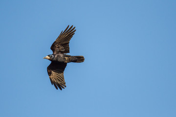 Graja en vuelo. Corvus frugilegus.