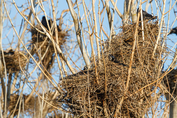 Fototapeta premium Grajas en los nidos. Corvus frugilegus.