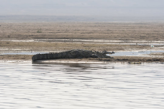 A crocodile sun bathing on the shores of chambal river during a boat cruise 