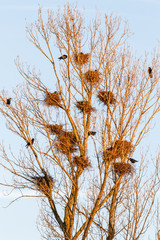 Grajas con nidos en chopera. Corvus frugilegus.