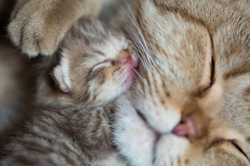 Fototapeta na wymiar cat mother and sleeping kitten together