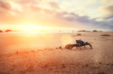 Funny Crab Arthropod looks on sunrise in the early morning time