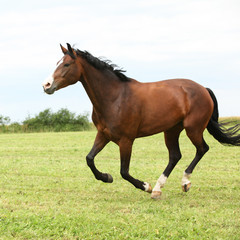 Obraz premium Beautiful brown horse running in freedom