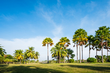 Fototapeta na wymiar Green grass field with palm tree in Public Park