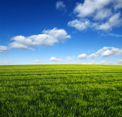 Obraz premium green field and clouds