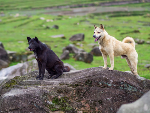 Two dogs in Sapa, Vietnam.