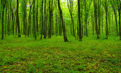 green forest in spring