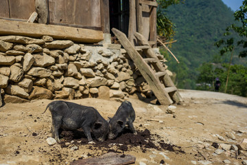 Two cute piglets in Sapa, Vietnam.