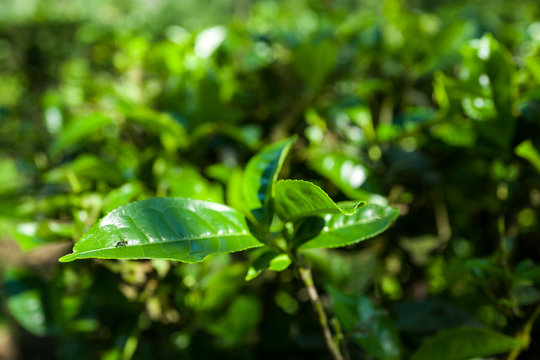 Close-up of green tea plant in Sapa, Vietnam.