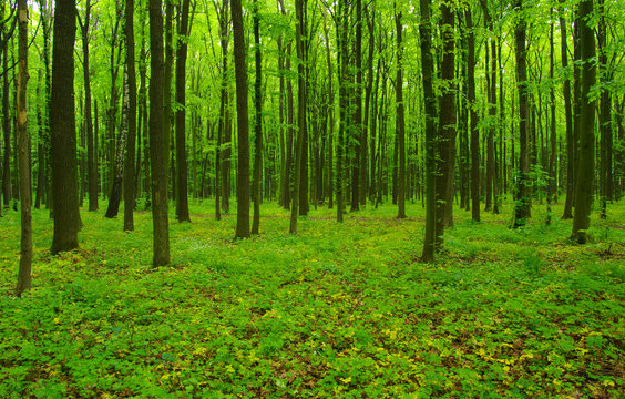 green forest in spring