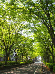ケヤキ並木のある風景
