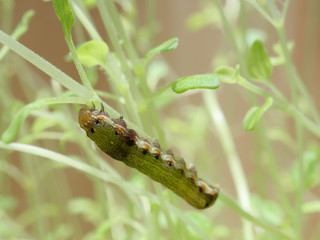 Close up shot of green caterpillar or worm of butterfly with red mouth climbing, eating and living on green thyme leaves and tree with concepts of nature, animal, and insect