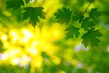 Fototapeta na wymiar Green leaves on the sun.